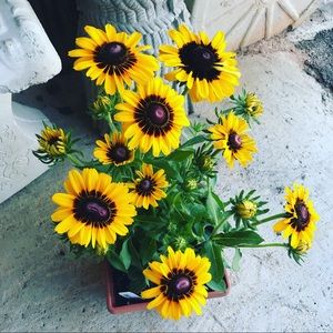 Meet your Posher, Elisabeth